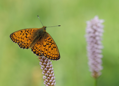 <i class='fa fa-user'></i>&nbsp;Jurgen Maassen&nbsp;|  Ringoogparelmoervlinder&nbsp; <i class='fa fa-eye'>&nbsp;87</i> &nbsp;<i class='fa fa-thumbs-up'>&nbsp;10</i> &nbsp; <i class='fa fa-comment-o'>&nbsp;8</i>