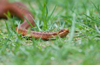 <i class='fa fa-user'></i>&nbsp;jeb&nbsp;|  Adder&nbsp; <i class='fa fa-eye'>&nbsp;114</i> &nbsp;<i class='fa fa-thumbs-up'>&nbsp;1</i> &nbsp; <i class='fa fa-comment-o'>&nbsp;0</i>