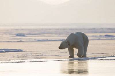 <i class='fa fa-user'></i>&nbsp;Arjen Drost&nbsp;|  IJsbeer&nbsp; <i class='fa fa-eye'>&nbsp;73</i> &nbsp;<i class='fa fa-thumbs-up'>&nbsp;1</i> &nbsp; <i class='fa fa-comment-o'>&nbsp;2</i>