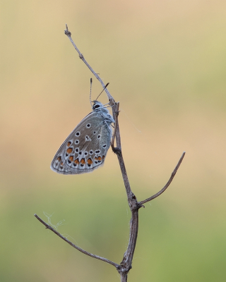 <i class='fa fa-user'></i>&nbsp;Johan van Gurp&nbsp;|  Icarusblauwtje&nbsp; <i class='fa fa-eye'>&nbsp;54</i> &nbsp;<i class='fa fa-thumbs-up'>&nbsp;1</i> &nbsp; <i class='fa fa-comment-o'>&nbsp;0</i>