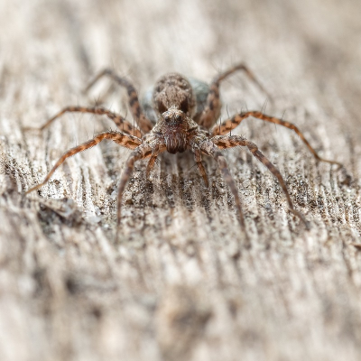 <i class='fa fa-user'></i>&nbsp;harrie69&nbsp;|  Xerolycosa sp.&nbsp; <i class='fa fa-eye'>&nbsp;73</i> &nbsp; <i class='fa fa-comment-o'>&nbsp;2</i>