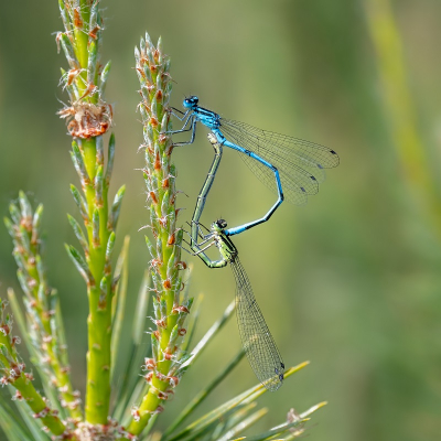 Deze 2 Watersnuffels lieten zich eenvoudiger fotograferen dan n enkele. Wellicht omdat zij meer aandacht voor elkaar hadden dan voor mij.