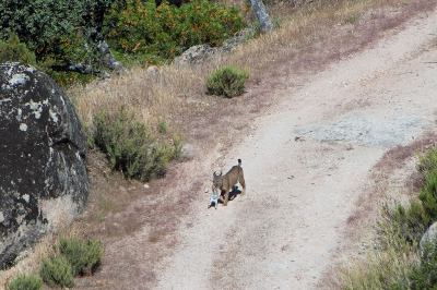 <i class='fa fa-user'></i>&nbsp;Martin Lok&nbsp;|  Pardellynx&nbsp; <i class='fa fa-eye'>&nbsp;121</i> &nbsp;<i class='fa fa-thumbs-up'>&nbsp;1</i> &nbsp; <i class='fa fa-comment-o'>&nbsp;1</i>