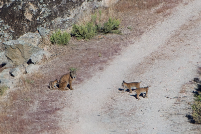 <i class='fa fa-user'></i>&nbsp;Martin Lok&nbsp;|  Pardellynx&nbsp; <i class='fa fa-eye'>&nbsp;145</i> &nbsp; <i class='fa fa-comment-o'>&nbsp;1</i>