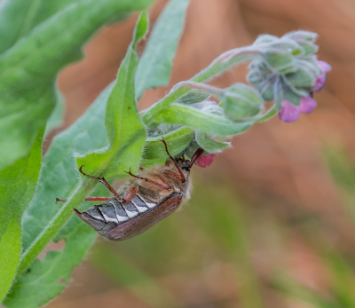 <i class='fa fa-user'></i>&nbsp;pietwil&nbsp;|  Bosmeikever&nbsp; <i class='fa fa-eye'>&nbsp;63</i> &nbsp; <i class='fa fa-comment-o'>&nbsp;3</i>