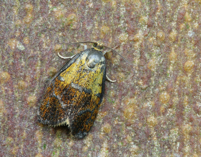 <i class='fa fa-user'></i>&nbsp;Robert Rodenburg&nbsp;|  Koraalbladroller&nbsp; <i class='fa fa-eye'>&nbsp;90</i> &nbsp;<i class='fa fa-thumbs-up'>&nbsp;10</i> &nbsp; <i class='fa fa-comment-o'>&nbsp;5</i>