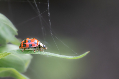 Tot nu toe erg weinig Lieveheersbeesjes gezien dit jaar, maar misschien is het nog wat vroeg in het jaar.