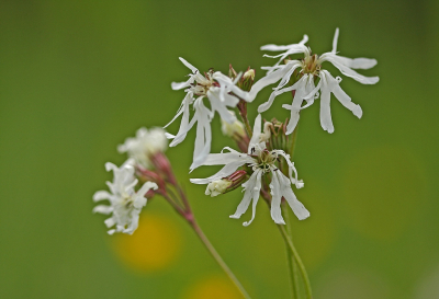 <i class='fa fa-user'></i>&nbsp;Cor&nbsp;|  Echte Koekoeksbloem&nbsp; <i class='fa fa-eye'>&nbsp;57</i> &nbsp;<i class='fa fa-thumbs-up'>&nbsp;3</i> &nbsp; <i class='fa fa-comment-o'>&nbsp;6</i>