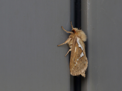 <i class='fa fa-user'></i>&nbsp;Ad Sprang&nbsp;|  Slawortelboorder&nbsp; <i class='fa fa-eye'>&nbsp;62</i> &nbsp;<i class='fa fa-thumbs-up'>&nbsp;2</i> &nbsp; <i class='fa fa-comment-o'>&nbsp;6</i>