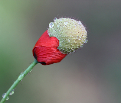 <i class='fa fa-user'></i>&nbsp;Paul Vandebroek&nbsp;|  Grote Klaproos&nbsp; <i class='fa fa-eye'>&nbsp;70</i> &nbsp;<i class='fa fa-thumbs-up'>&nbsp;6</i> &nbsp; <i class='fa fa-comment-o'>&nbsp;4</i>