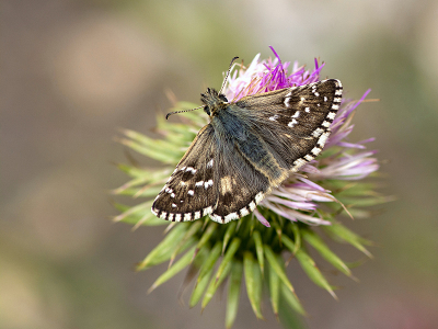 <i class='fa fa-user'></i>&nbsp;Mignon-Creative&nbsp;|  Bretons Spikkeldikkopje&nbsp; <i class='fa fa-eye'>&nbsp;85</i> &nbsp;<i class='fa fa-thumbs-up'>&nbsp;9</i> &nbsp; <i class='fa fa-comment-o'>&nbsp;3</i>