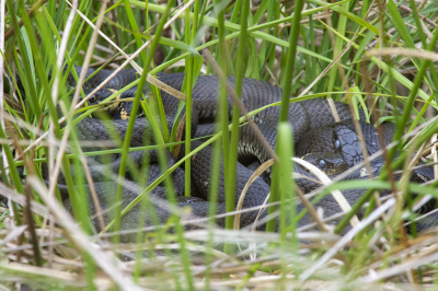 <i class='fa fa-user'></i>&nbsp;F.Koopman&nbsp;|  Ringslang&nbsp; <i class='fa fa-eye'>&nbsp;98</i> &nbsp; <i class='fa fa-comment-o'>&nbsp;5</i>