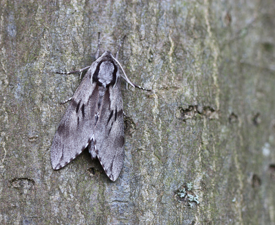 <i class='fa fa-user'></i>&nbsp;Paul Vandebroek&nbsp;|  Dennenpijlstaart&nbsp; <i class='fa fa-eye'>&nbsp;65</i> &nbsp;<i class='fa fa-thumbs-up'>&nbsp;7</i> &nbsp; <i class='fa fa-comment-o'>&nbsp;6</i>