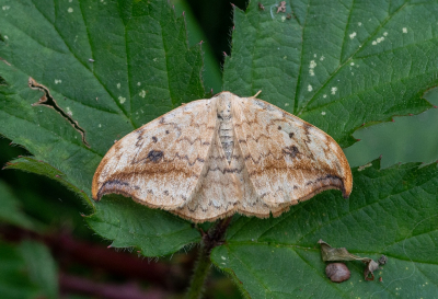 <i class='fa fa-user'></i>&nbsp;Tim Oord&nbsp;|  Berkeneenstaart&nbsp; <i class='fa fa-eye'>&nbsp;55</i> &nbsp;<i class='fa fa-thumbs-up'>&nbsp;4</i> &nbsp; <i class='fa fa-comment-o'>&nbsp;5</i>