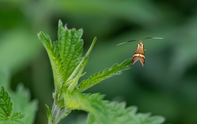 <i class='fa fa-user'></i>&nbsp;Tim Oord&nbsp;|  Geelbandlangsprietmot&nbsp; <i class='fa fa-eye'>&nbsp;60</i> &nbsp;<i class='fa fa-thumbs-up'>&nbsp;3</i> &nbsp; <i class='fa fa-comment-o'>&nbsp;9</i>