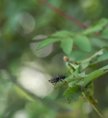 <i class='fa fa-user'></i>&nbsp;Tim Oord&nbsp;|  Grijze Vleesvlieg&nbsp; <i class='fa fa-eye'>&nbsp;53</i> &nbsp; <i class='fa fa-comment-o'>&nbsp;7</i>