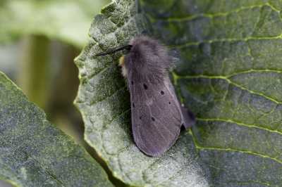 <i class='fa fa-user'></i>&nbsp;Martin Verbeeten&nbsp;|  Mendicabeer&nbsp; <i class='fa fa-eye'>&nbsp;56</i> &nbsp;<i class='fa fa-thumbs-up'>&nbsp;3</i> &nbsp; <i class='fa fa-comment-o'>&nbsp;3</i>