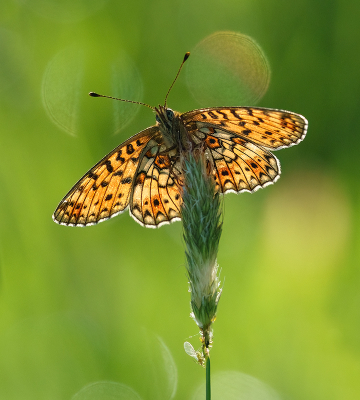 <i class='fa fa-user'></i>&nbsp;Jurgen Maassen&nbsp;|  Zilveren Maan&nbsp; <i class='fa fa-eye'>&nbsp;102</i> &nbsp;<i class='fa fa-thumbs-up'>&nbsp;17</i> &nbsp; <i class='fa fa-comment-o'>&nbsp;8</i>