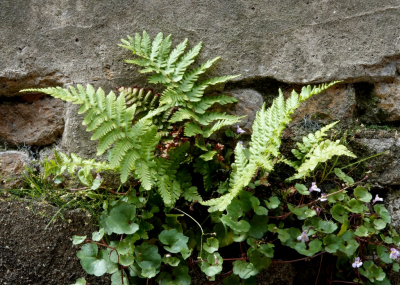 <i class='fa fa-user'></i>&nbsp;ko katsman&nbsp;|  Mannetjesvaren & Muurleeuwenbek&nbsp; <i class='fa fa-eye'>&nbsp;68</i> &nbsp;<i class='fa fa-thumbs-up'>&nbsp;1</i> &nbsp; <i class='fa fa-comment-o'>&nbsp;2</i>