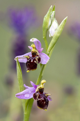 <i class='fa fa-user'></i>&nbsp;Mignon-Creative&nbsp;|  Snippenorchis&nbsp; <i class='fa fa-eye'>&nbsp;70</i> &nbsp;<i class='fa fa-thumbs-up'>&nbsp;7</i> &nbsp; <i class='fa fa-comment-o'>&nbsp;4</i>