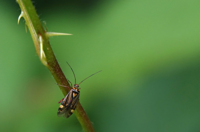 <i class='fa fa-user'></i>&nbsp;nelappelmelk&nbsp;|  Gestreepte Eikenblindwants&nbsp; <i class='fa fa-eye'>&nbsp;72</i> &nbsp;<i class='fa fa-thumbs-up'>&nbsp;4</i> &nbsp; <i class='fa fa-comment-o'>&nbsp;8</i>