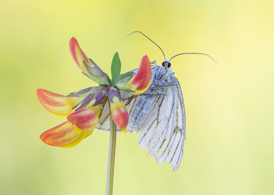 <i class='fa fa-user'></i>&nbsp;Tom&nbsp;|  Vals Witje&nbsp; <i class='fa fa-eye'>&nbsp;75</i> &nbsp;<i class='fa fa-thumbs-up'>&nbsp;4</i> &nbsp; <i class='fa fa-comment-o'>&nbsp;3</i>