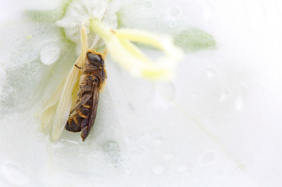 <i class='fa fa-user'></i>&nbsp;Pieter  LJ&nbsp;|  Grote Klokjesbij&nbsp; <i class='fa fa-eye'>&nbsp;74</i> &nbsp;<i class='fa fa-thumbs-up'>&nbsp;6</i> &nbsp; <i class='fa fa-comment-o'>&nbsp;6</i>