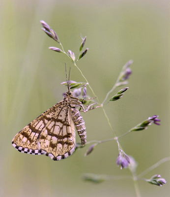 <i class='fa fa-user'></i>&nbsp;Nel R&nbsp;|  Klaverspanner&nbsp; <i class='fa fa-eye'>&nbsp;78</i> &nbsp;<i class='fa fa-thumbs-up'>&nbsp;12</i> &nbsp; <i class='fa fa-comment-o'>&nbsp;7</i>