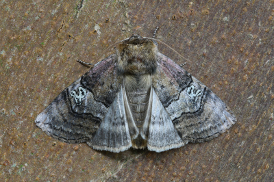 <i class='fa fa-user'></i>&nbsp;Robert Rodenburg&nbsp;|  Peppel-orvlinder&nbsp; <i class='fa fa-eye'>&nbsp;73</i> &nbsp;<i class='fa fa-thumbs-up'>&nbsp;10</i> &nbsp; <i class='fa fa-comment-o'>&nbsp;6</i>