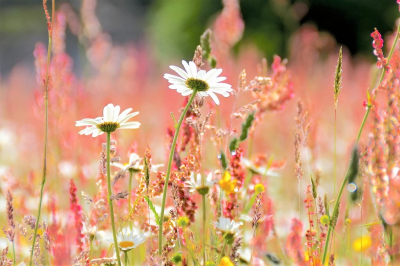 Veel bewolking met wat regen tot hier de zon doorkwam en de zuring het veld rond de boterbloemen en margrietjes opvrolijkte.