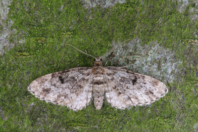 <i class='fa fa-user'></i>&nbsp;Robert Rodenburg&nbsp;|  Fijnspardwergspanner&nbsp; <i class='fa fa-eye'>&nbsp;54</i> &nbsp;<i class='fa fa-thumbs-up'>&nbsp;3</i> &nbsp; <i class='fa fa-comment-o'>&nbsp;3</i>