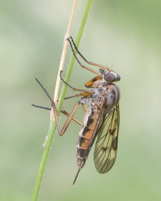 <i class='fa fa-user'></i>&nbsp;Johan van Gurp&nbsp;|  Gewone Snipvlieg&nbsp; <i class='fa fa-eye'>&nbsp;59</i> &nbsp;<i class='fa fa-thumbs-up'>&nbsp;9</i> &nbsp; <i class='fa fa-comment-o'>&nbsp;3</i>