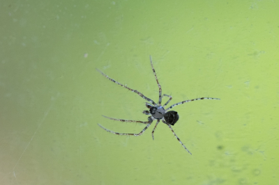 <i class='fa fa-user'></i>&nbsp;Gert-Jan Cromwijk&nbsp;|  Vierspitsspinneneter&nbsp; <i class='fa fa-eye'>&nbsp;56</i> &nbsp; <i class='fa fa-comment-o'>&nbsp;2</i>