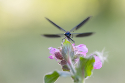 <i class='fa fa-user'></i>&nbsp;EllenStegeman&nbsp;|  Weidebeekjuffer&nbsp; <i class='fa fa-eye'>&nbsp;84</i> &nbsp;<i class='fa fa-thumbs-up'>&nbsp;3</i> &nbsp; <i class='fa fa-comment-o'>&nbsp;13</i>