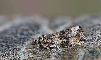 <i class='fa fa-user'></i>&nbsp;Robert Rodenburg&nbsp;|  Brandnetelbladroller&nbsp; <i class='fa fa-eye'>&nbsp;59</i> &nbsp;<i class='fa fa-thumbs-up'>&nbsp;4</i> &nbsp; <i class='fa fa-comment-o'>&nbsp;4</i>