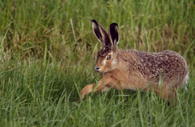 <i class='fa fa-user'></i>&nbsp;rixte&nbsp;|  Haas&nbsp; <i class='fa fa-eye'>&nbsp;60</i> &nbsp; <i class='fa fa-comment-o'>&nbsp;1</i>