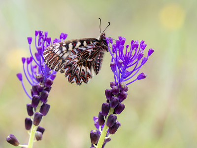 <i class='fa fa-user'></i>&nbsp;Mignon-Creative&nbsp;|  Zuidelijke Pijpbloemvlinder&nbsp; <i class='fa fa-eye'>&nbsp;88</i> &nbsp;<i class='fa fa-thumbs-up'>&nbsp;11</i> &nbsp; <i class='fa fa-comment-o'>&nbsp;7</i>