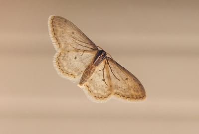 <i class='fa fa-user'></i>&nbsp;Jurgen Maassen&nbsp;|  Paardenbloemspanner&nbsp; <i class='fa fa-eye'>&nbsp;64</i> &nbsp;<i class='fa fa-thumbs-up'>&nbsp;6</i> &nbsp; <i class='fa fa-comment-o'>&nbsp;5</i>