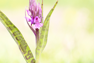 <i class='fa fa-user'></i>&nbsp;Pieter  LJ&nbsp;|  Gevlekte Rietorchis&nbsp; <i class='fa fa-eye'>&nbsp;62</i> &nbsp; <i class='fa fa-comment-o'>&nbsp;2</i>