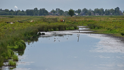 <i class='fa fa-user'></i>&nbsp;kooyammers&nbsp;|  Einde Broedtijd&nbsp; <i class='fa fa-eye'>&nbsp;84</i> &nbsp;<i class='fa fa-thumbs-up'>&nbsp;1</i> &nbsp; <i class='fa fa-comment-o'>&nbsp;1</i>