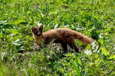 <i class='fa fa-user'></i>&nbsp;Jacolienl&nbsp;|  Boommarter&nbsp; <i class='fa fa-eye'>&nbsp;117</i> &nbsp; <i class='fa fa-comment-o'>&nbsp;4</i>