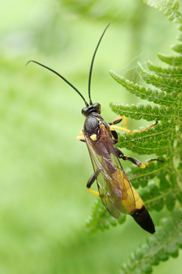 <i class='fa fa-user'></i>&nbsp;A. Soeting&nbsp;|  Ichneumoniae sp.&nbsp; <i class='fa fa-eye'>&nbsp;55</i> &nbsp;<i class='fa fa-thumbs-up'>&nbsp;1</i> &nbsp; <i class='fa fa-comment-o'>&nbsp;2</i>