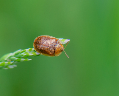 <i class='fa fa-user'></i>&nbsp;pietwil&nbsp;|  Gevlekte schildpadtor&nbsp; <i class='fa fa-eye'>&nbsp;43</i> &nbsp; <i class='fa fa-comment-o'>&nbsp;1</i>