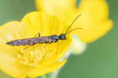 Ik heb deze insect vooral gefotografeerd, omdat hij zo mooi in de Boterbloem zat en hij/zij daar zo mooi tegen afsteekt. Via de app Obsidentify gaf hij een lage 37% score dat het deze Sluipwestachtige is. Op basis van Google foto's leek mij de suggestie niet zo slecht. Ik zag geen eerdere plaatsing middels zoeken, waardoor ik geen andere namen heb kunnen toevoegen.