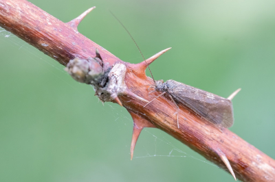 <i class='fa fa-user'></i>&nbsp;harrie69&nbsp;|  Hydropsyche angustipennis&nbsp; <i class='fa fa-eye'>&nbsp;56</i> &nbsp; <i class='fa fa-comment-o'>&nbsp;0</i>