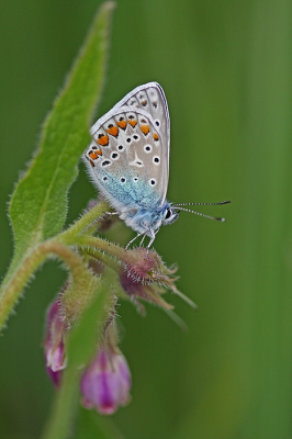 <i class='fa fa-user'></i>&nbsp;Cor&nbsp;|  Icarusblauwtje&nbsp; <i class='fa fa-eye'>&nbsp;61</i> &nbsp;<i class='fa fa-thumbs-up'>&nbsp;11</i> &nbsp; <i class='fa fa-comment-o'>&nbsp;9</i>