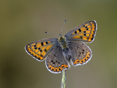 <i class='fa fa-user'></i>&nbsp;Mignon-Creative&nbsp;|  Bruine Vuurvlinder&nbsp; <i class='fa fa-eye'>&nbsp;66</i> &nbsp;<i class='fa fa-thumbs-up'>&nbsp;8</i> &nbsp; <i class='fa fa-comment-o'>&nbsp;6</i>