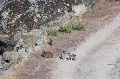 <i class='fa fa-user'></i>&nbsp;Martin Lok&nbsp;|  Pardellynx&nbsp; <i class='fa fa-eye'>&nbsp;88</i> &nbsp; <i class='fa fa-comment-o'>&nbsp;0</i>