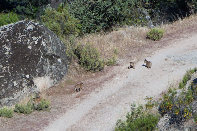 <i class='fa fa-user'></i>&nbsp;Martin Lok&nbsp;|  Pardellynx&nbsp; <i class='fa fa-eye'>&nbsp;61</i> &nbsp; <i class='fa fa-comment-o'>&nbsp;0</i>