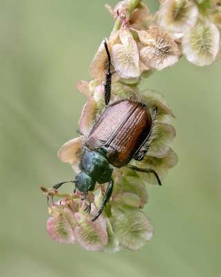 <i class='fa fa-user'></i>&nbsp;Johan van Gurp&nbsp;|  Rozenkever&nbsp; <i class='fa fa-eye'>&nbsp;54</i> &nbsp;<i class='fa fa-thumbs-up'>&nbsp;10</i> &nbsp; <i class='fa fa-comment-o'>&nbsp;7</i>